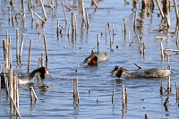 fuut (Podiceps cristatus) 3-2016 6770